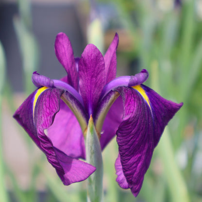 Iris, Japanese 'Variegata'