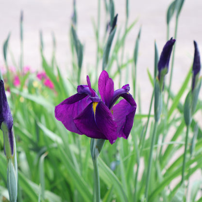 Iris, Japanese 'Variegata'