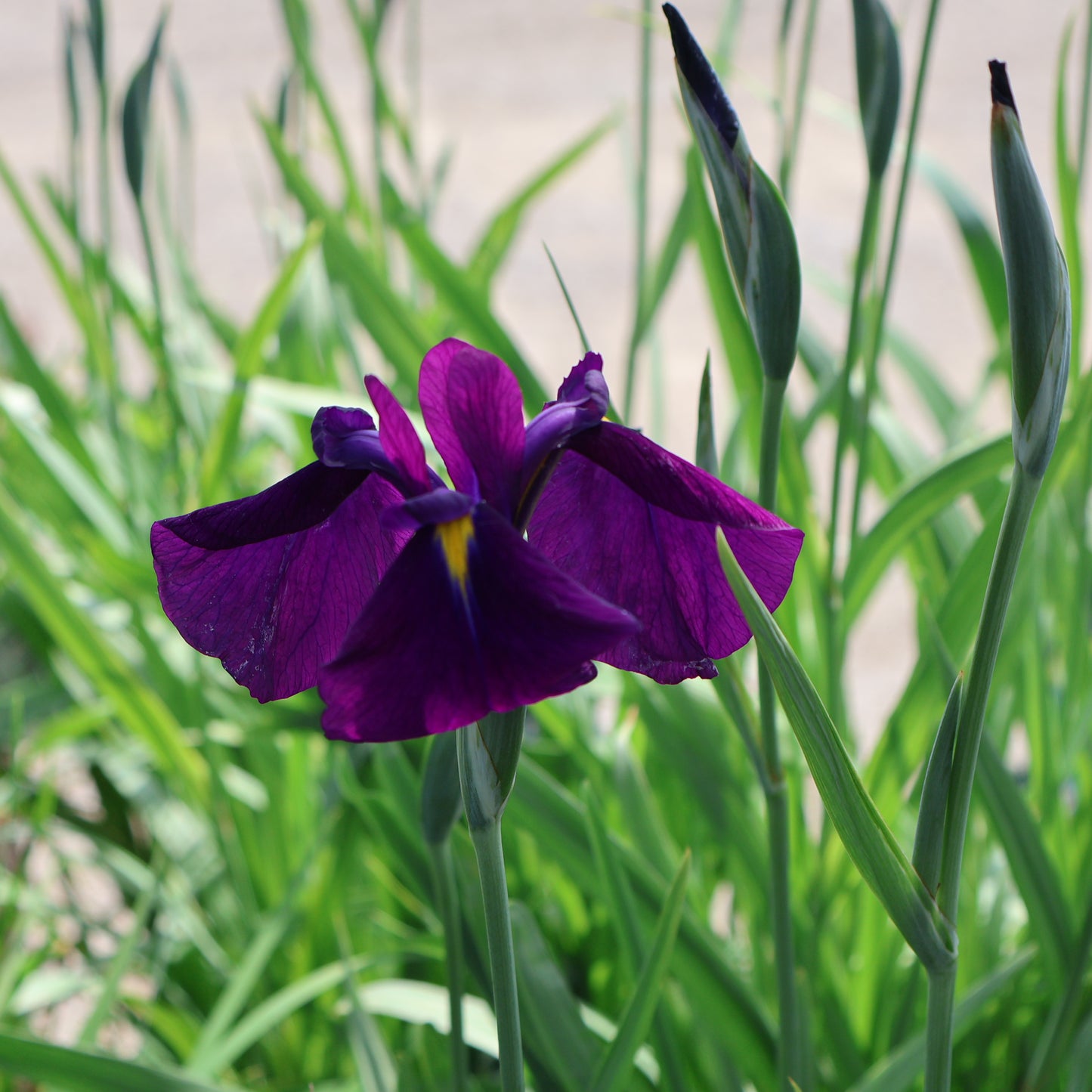 Iris, Japanese 'Variegata'