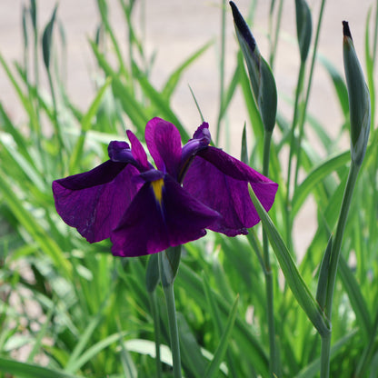 Iris, Japanese 'Variegata'