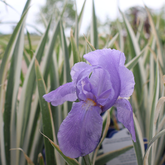 Iris, Tall Bearded 'Silver-Variegated'