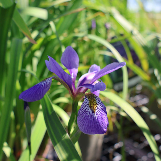 Iris, Blue Flag 'Purple Flame'