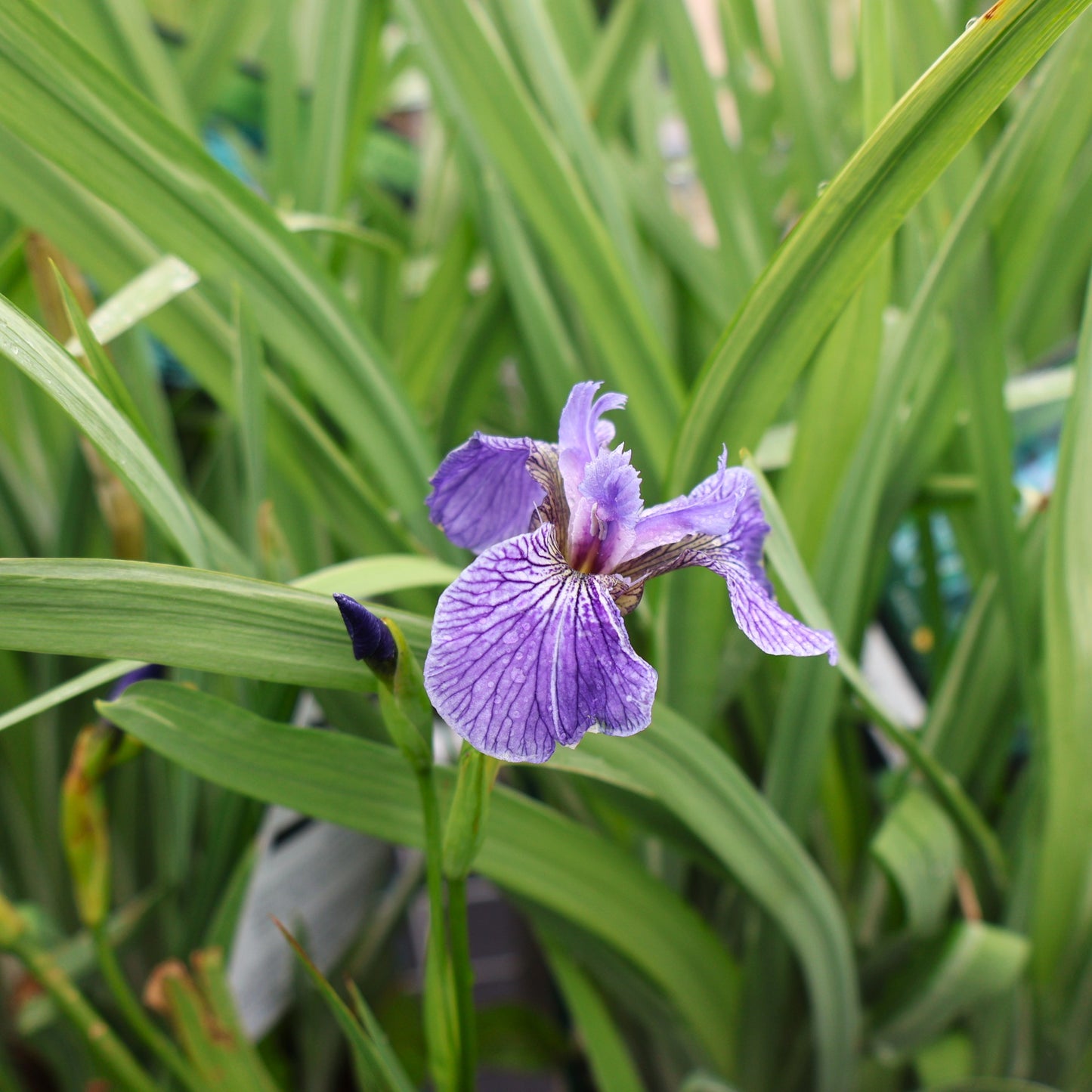 Iris, Dwarf Arctic