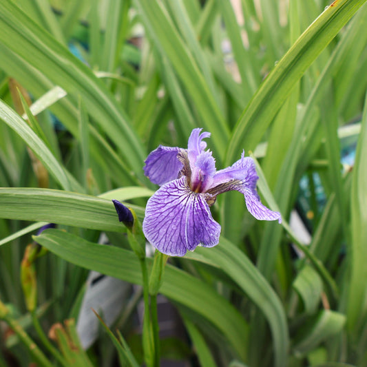Iris, Dwarf Arctic