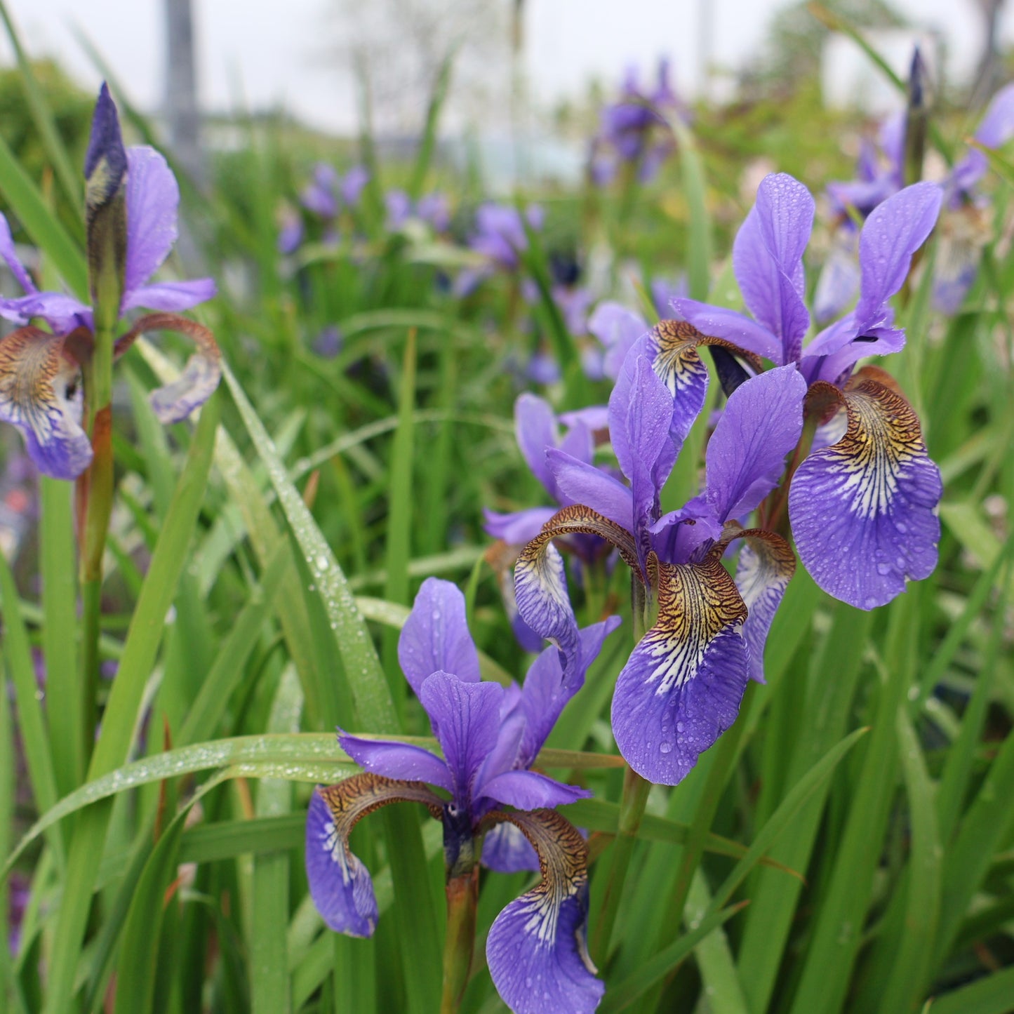 Iris, Siberian 'Caesar's Brother' or 'Blue Flag'