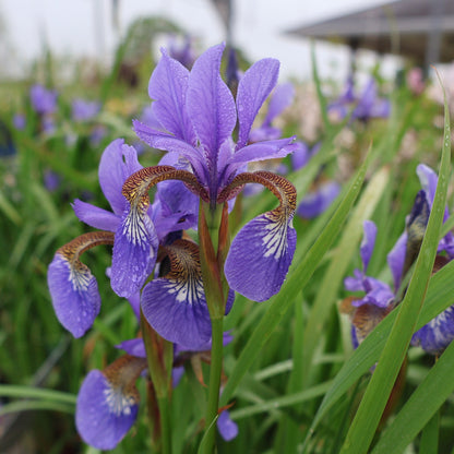 Iris, Siberian 'Caesar's Brother' or 'Blue Flag'