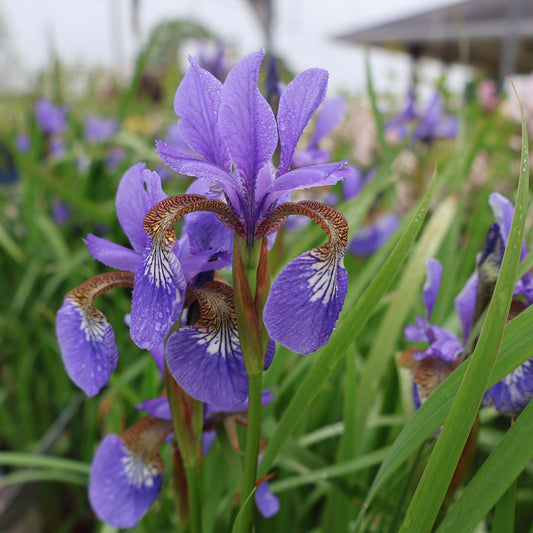 Iris, Siberian 'Caesar's Brother' or 'Blue Flag'