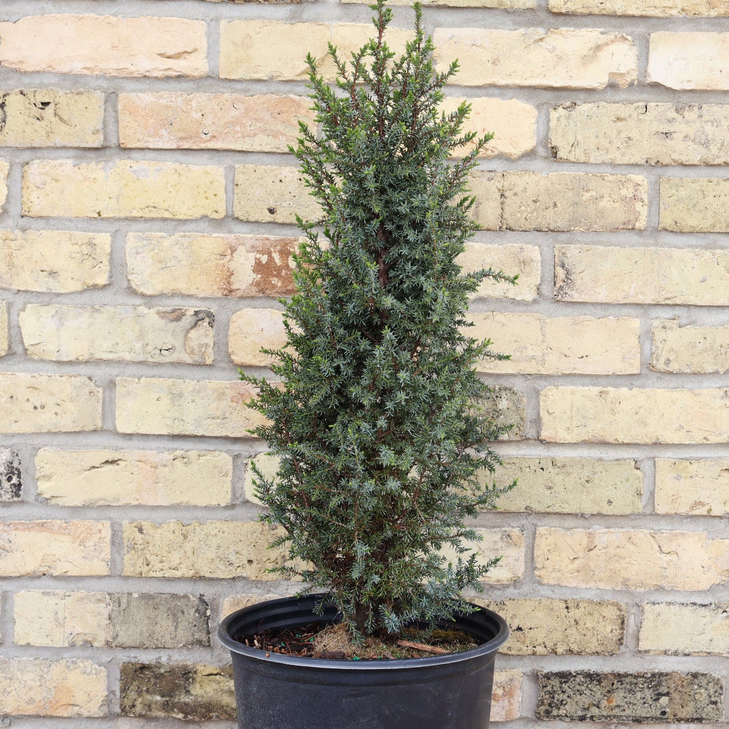 Juniper 'Pencil Point'
