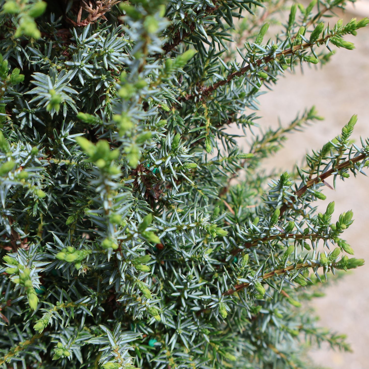 Juniper 'Pencil Point'