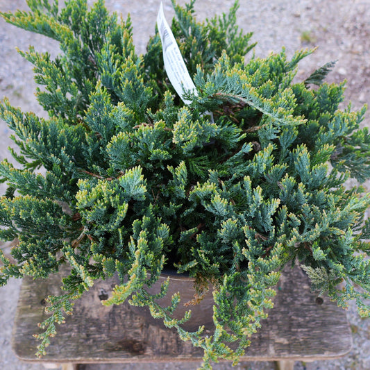 Juniper 'Blue Chip'