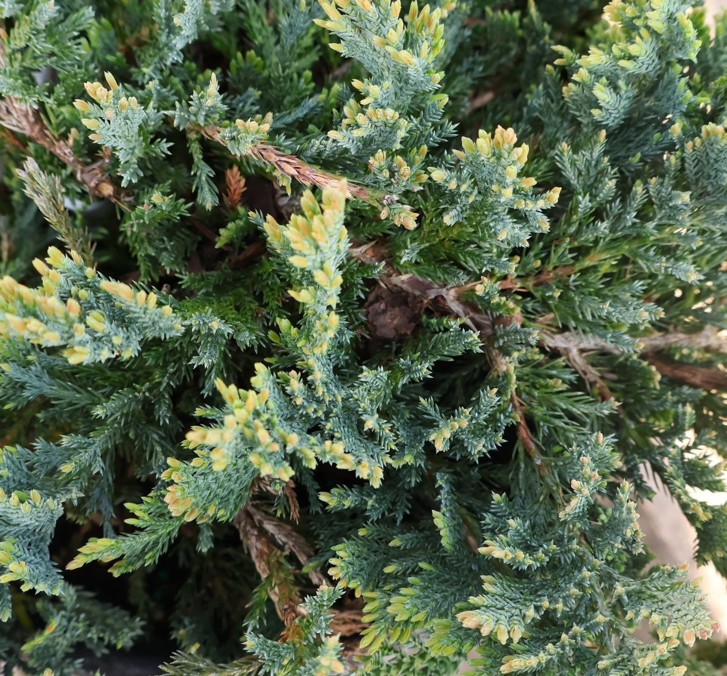 Juniper 'Blue Chip'