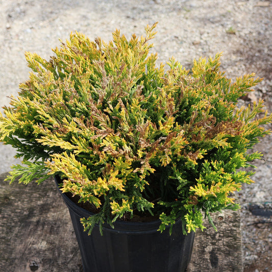 Juniper, Creeping 'Limeglow'