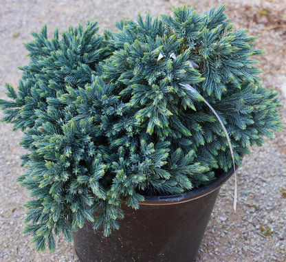 Juniper 'Blue Star'