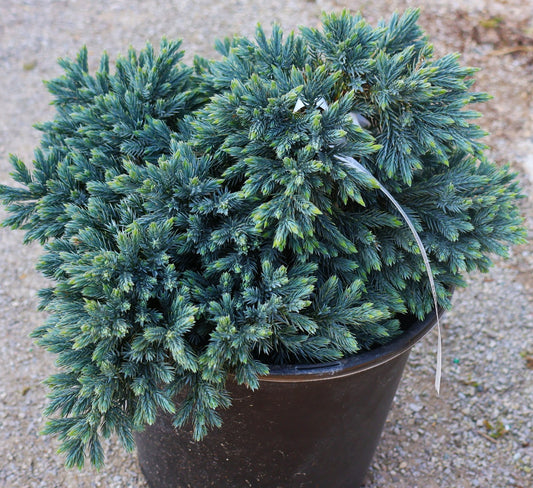Juniper 'Blue Star'