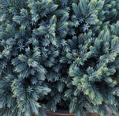Juniper 'Blue Star'