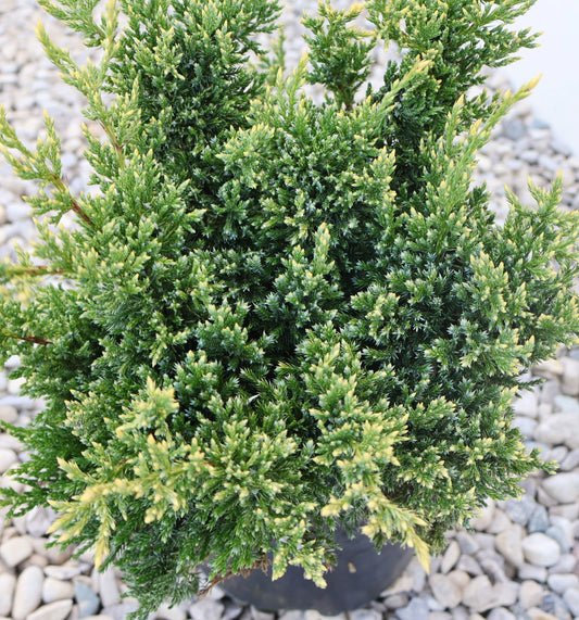 Juniper 'Dream Joy'