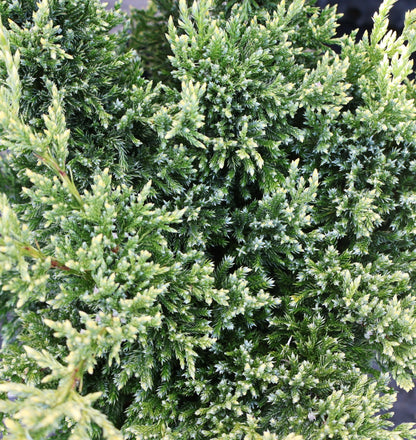 Juniper 'Dream Joy'