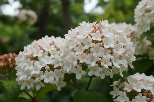 Viburnum, Korean Spice
