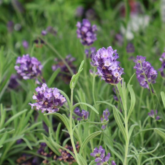 Lavender ‘Big Time Blue’