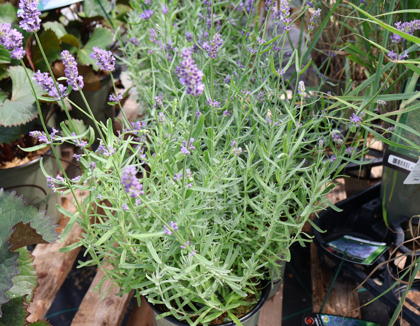 Lavender 'Essence Purple'