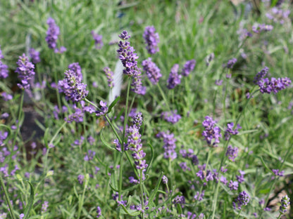 Essence Purple Lavender at Lucan Country Gardens