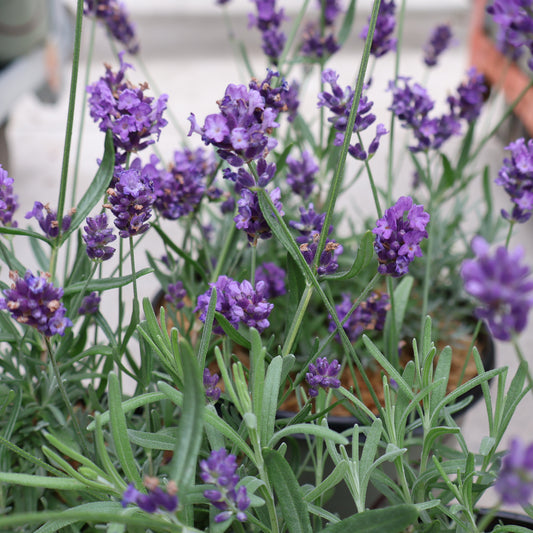 Lavender, English  'Super Blue'