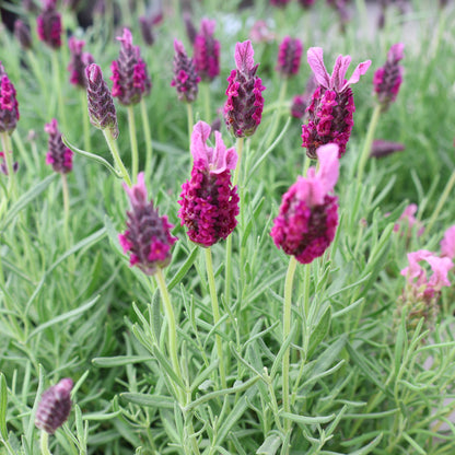 Lavender 'La Diva Garnet Rouge'