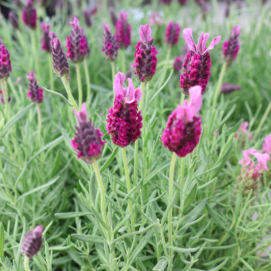 Lavender 'La Diva Garnet Rouge'