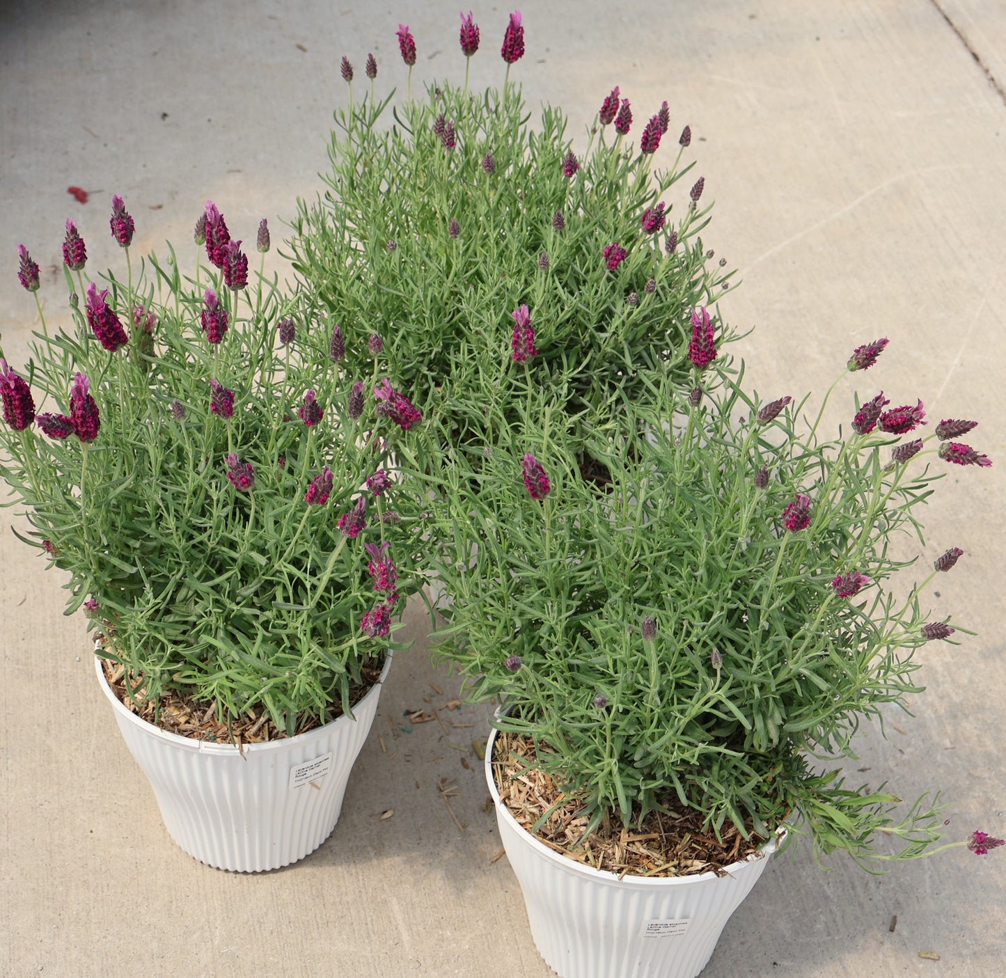 Lavender 'La Diva Garnet Rouge'