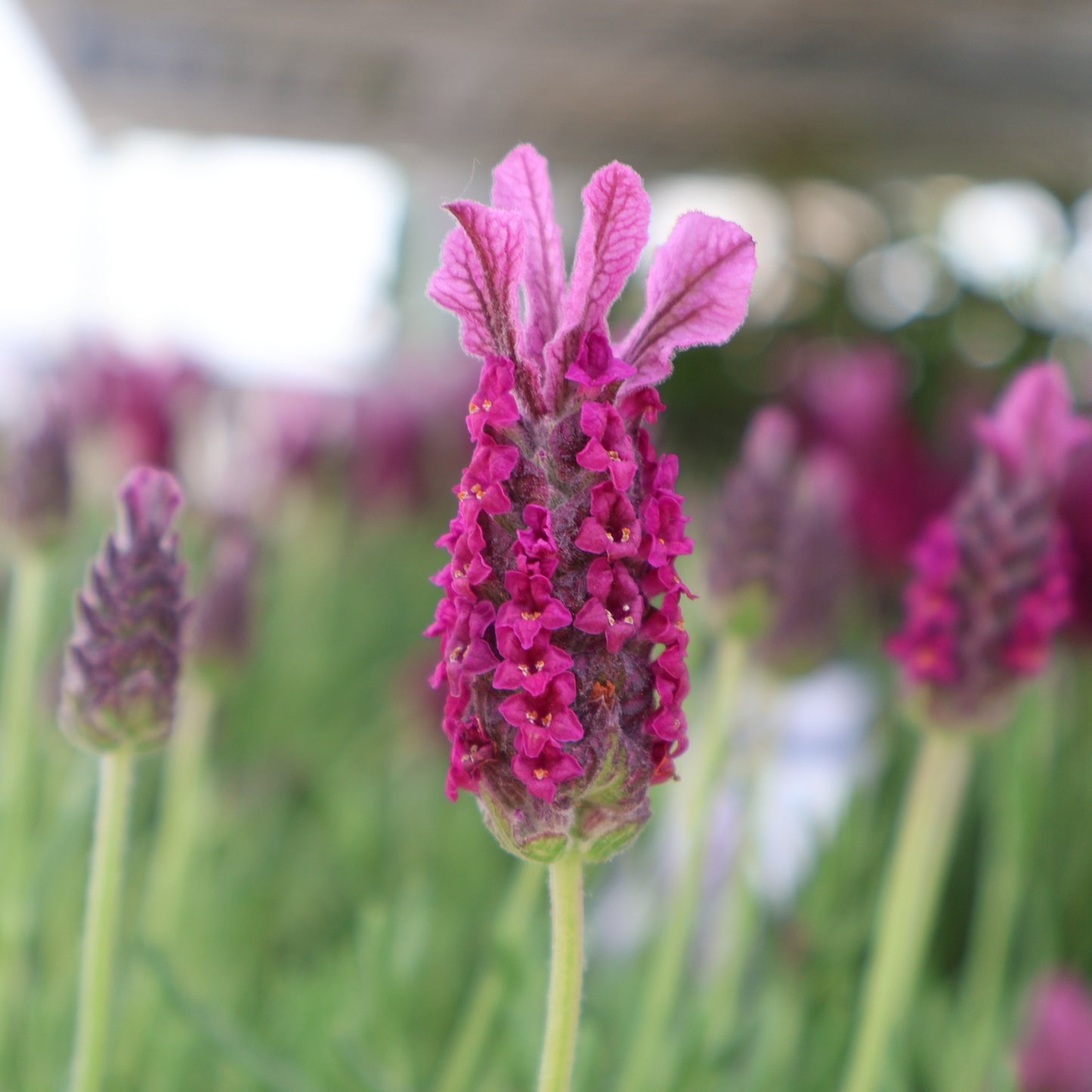 Lavender 'La Diva Garnet Rouge'