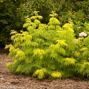 Elderberry 'Lemony Lace' PW