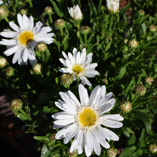 Shasta Daisy 'Sweet Daisy Birdy'