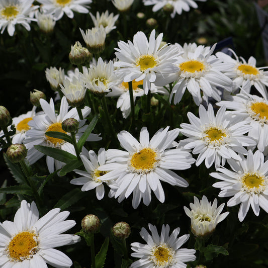 Shasta Daisy 'Sweet Daisy Birdy'