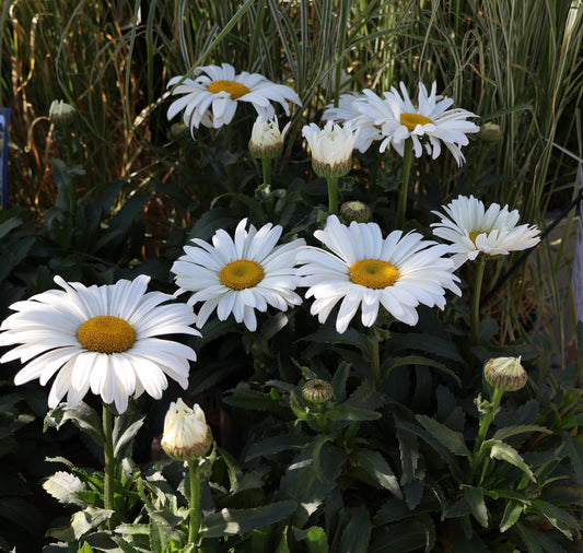 Shasta Daisy 'Sweet Daisy Christine'