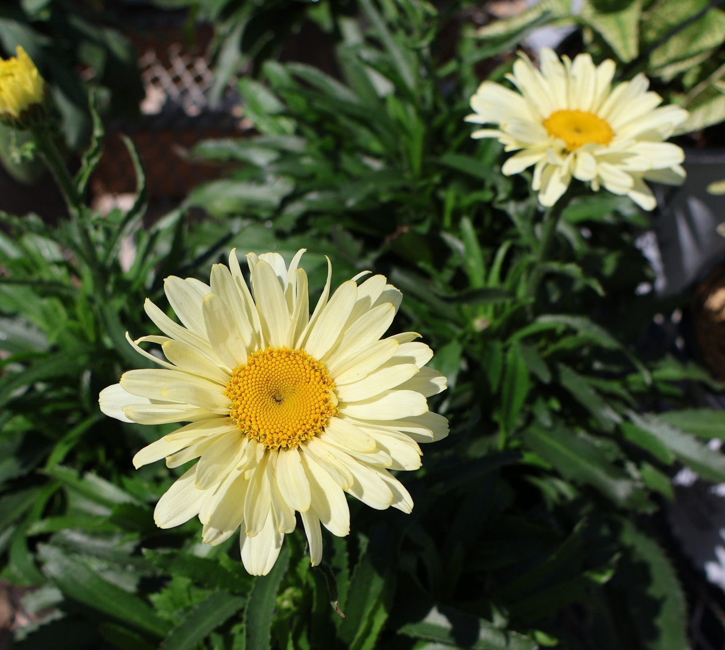 Shasta Daisy 'Sweet Daisy Izabel'