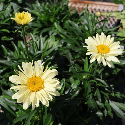 Shasta Daisy 'Sweet Daisy Izabel'