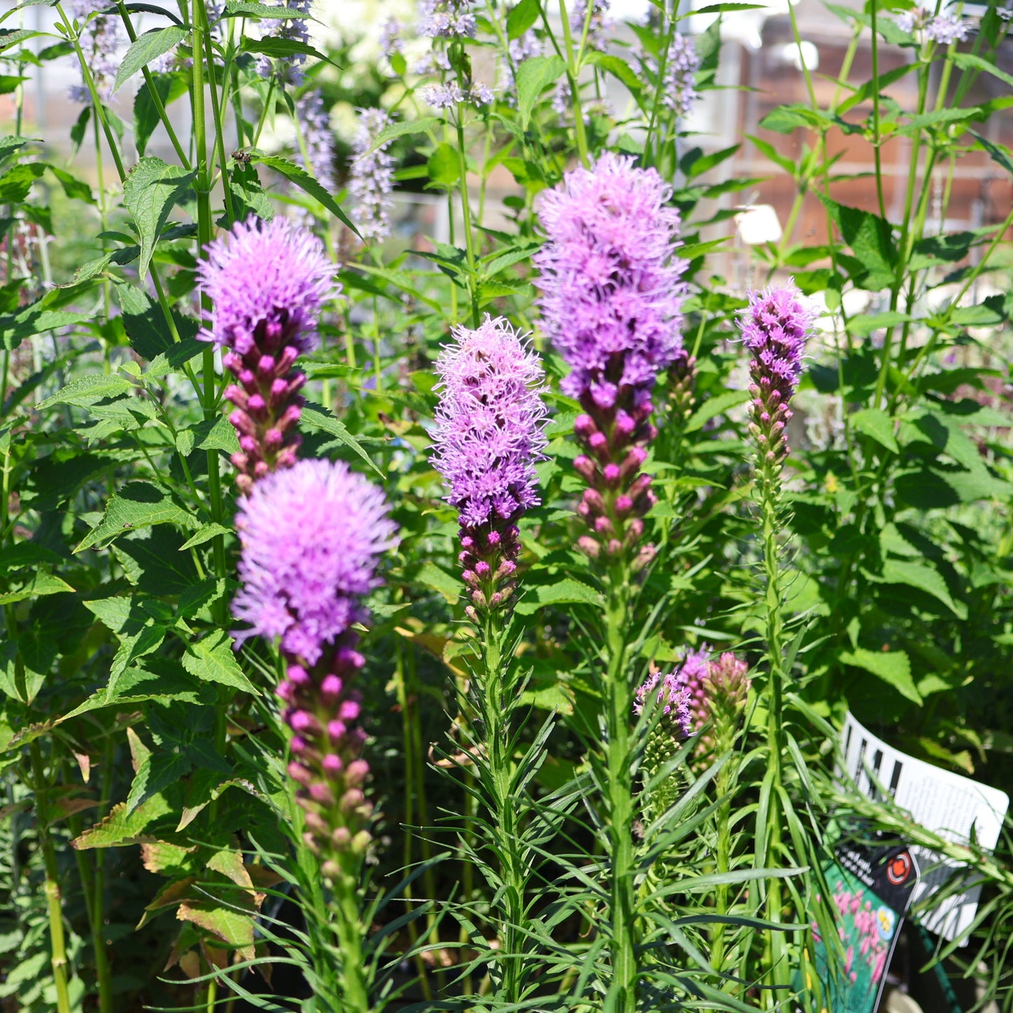 Blazing Star 'Kobold'