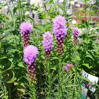 Blazing Star 'Kobold'