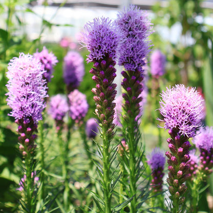 Blazing Star 'Kobold'