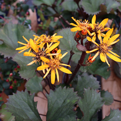 Ligularia BBQ Banana yellow at Lucan Country Gardens