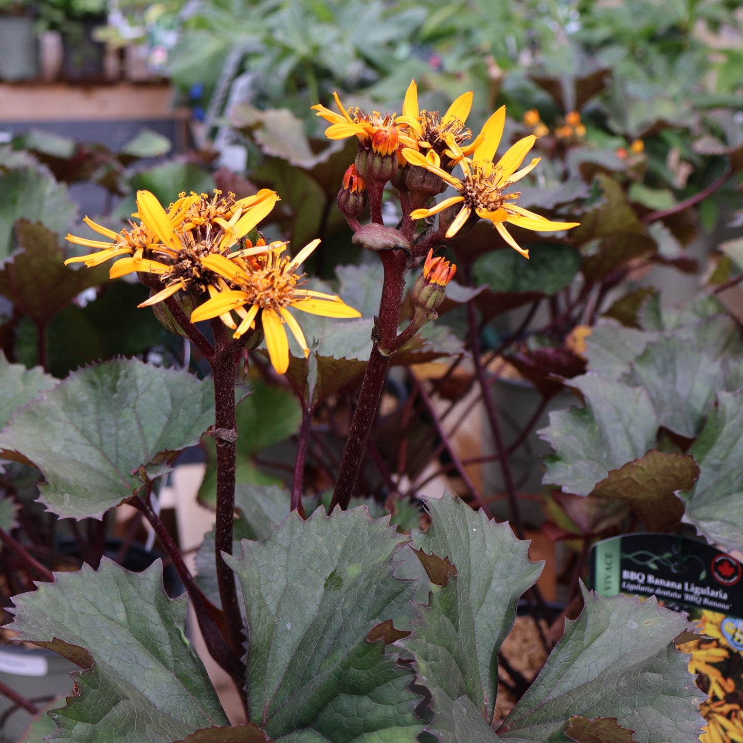 Ligularia BBQ Banana yellow at Lucan Country Gardens