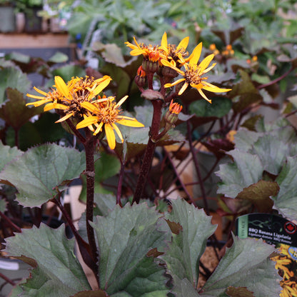 Ligularia BBQ Banana yellow at Lucan Country Gardens