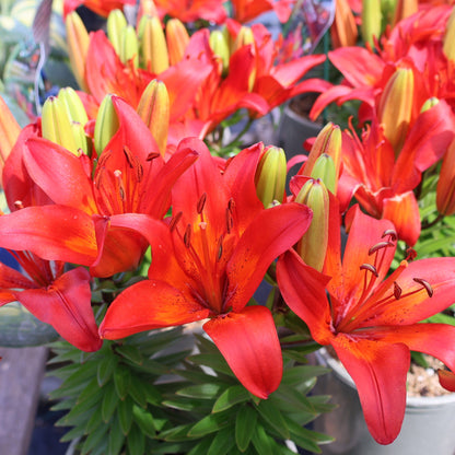 Lily, Asiatic 'Matrix'