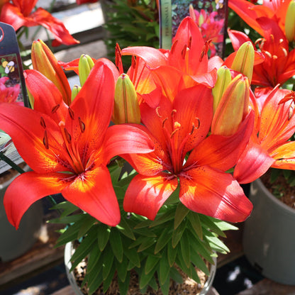 Lily, Asiatic 'Matrix'