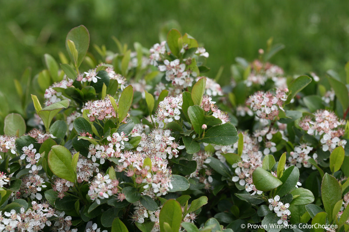 Aronia 'Low Scape Mound' PW