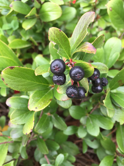 Aronia 'Low Scape Mound' PW