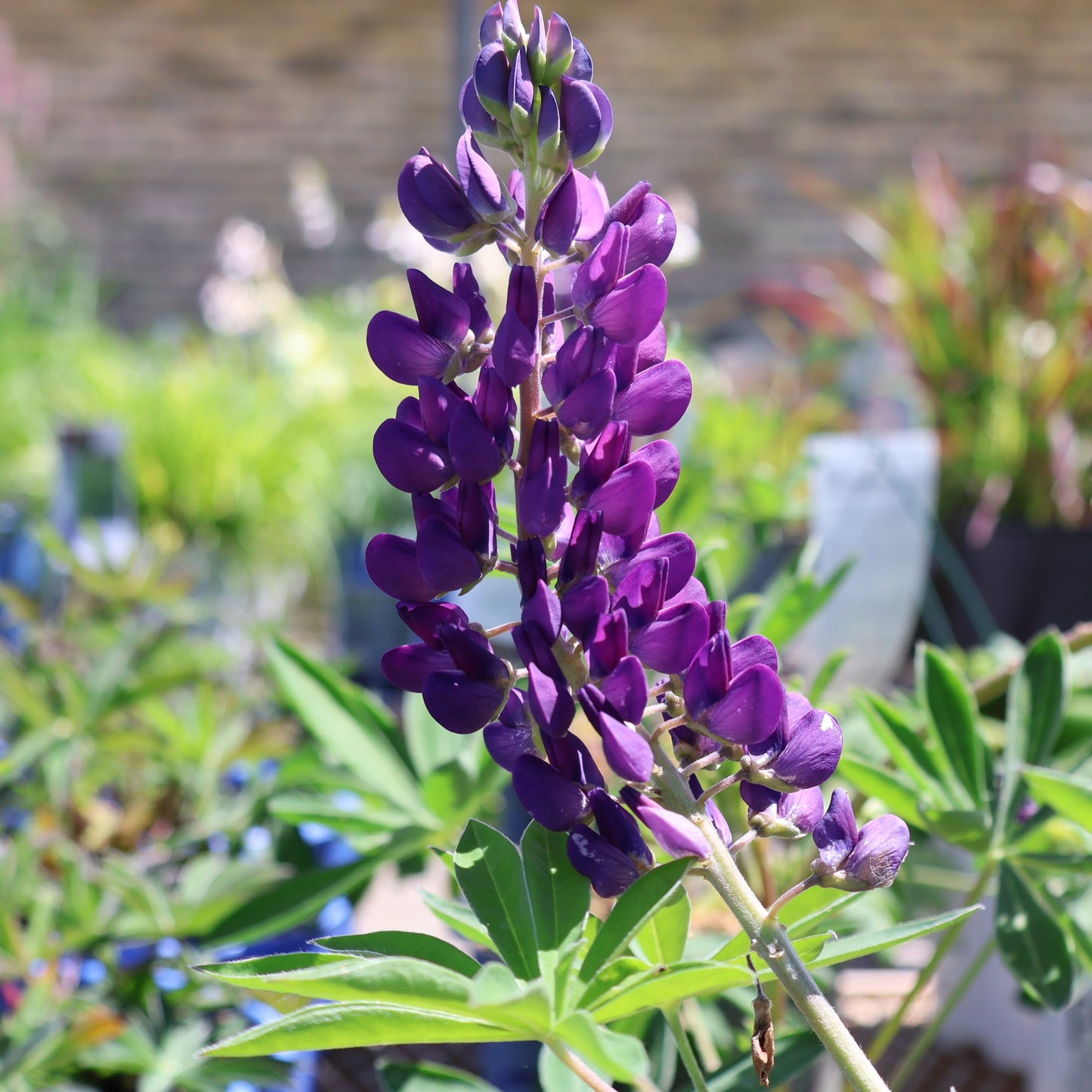 Lupine 'Gallery Blue'