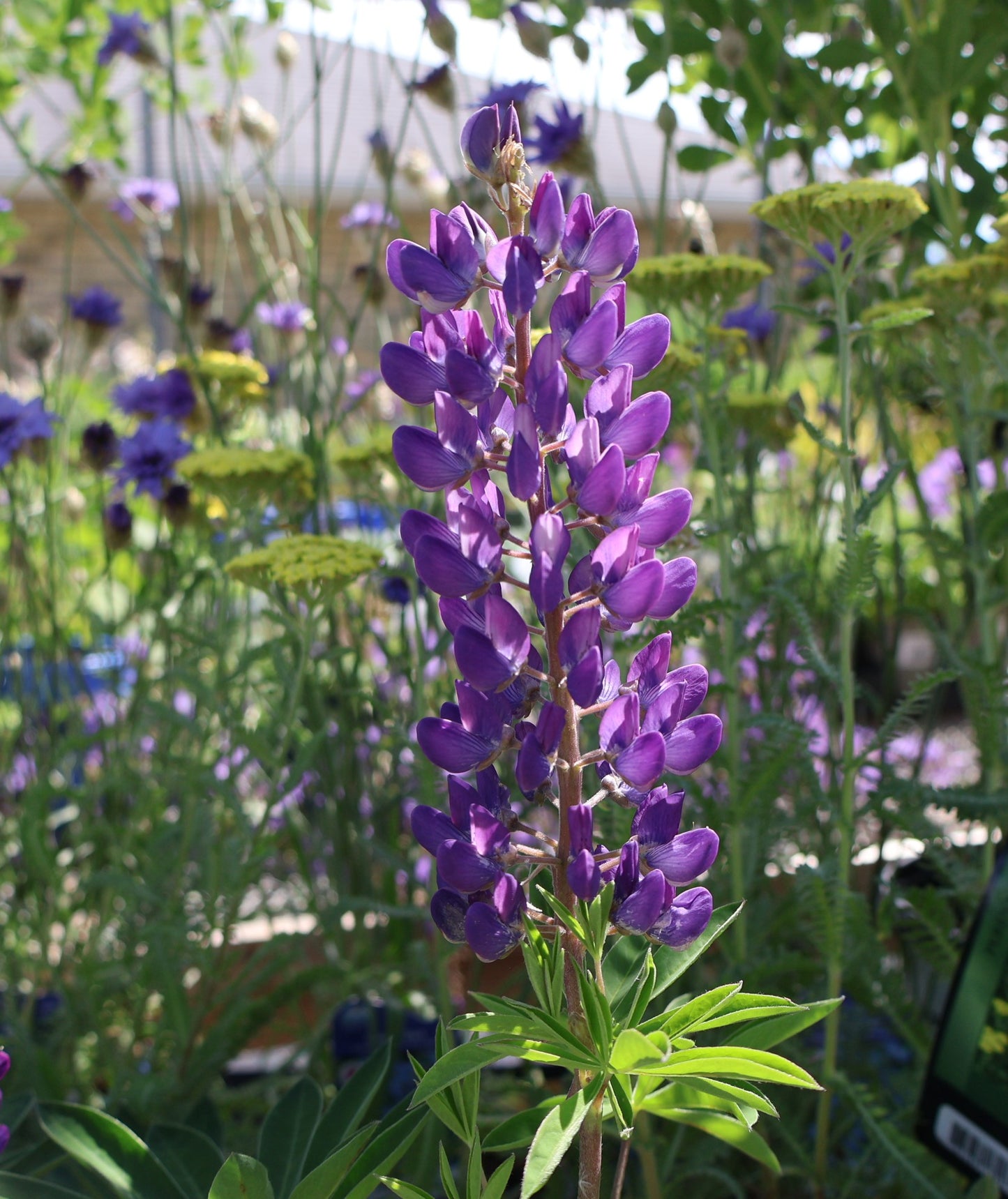 Lupine 'Gallery Blue'