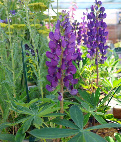 Lupine 'Gallery Blue'