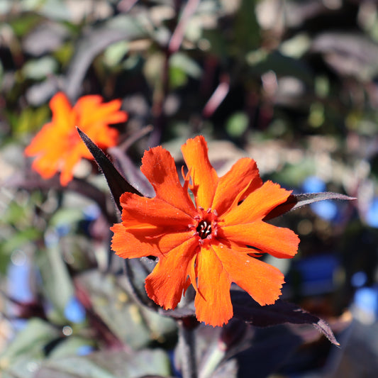 Maltese Cross 'Orange Gnome'